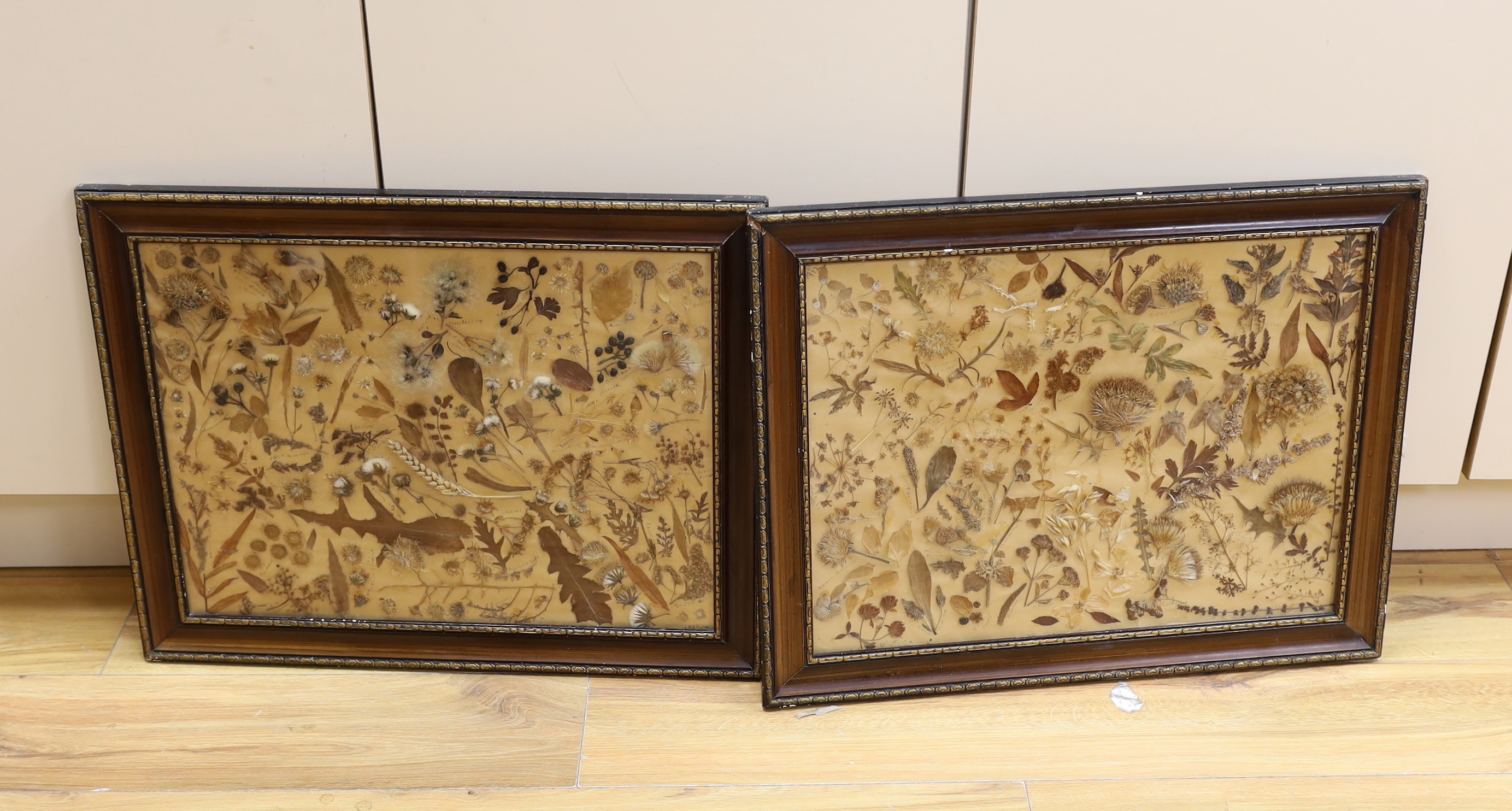 A pair of late 19th / early 20th century framed pressed wildflower displays with annotations, 50 x 37cm